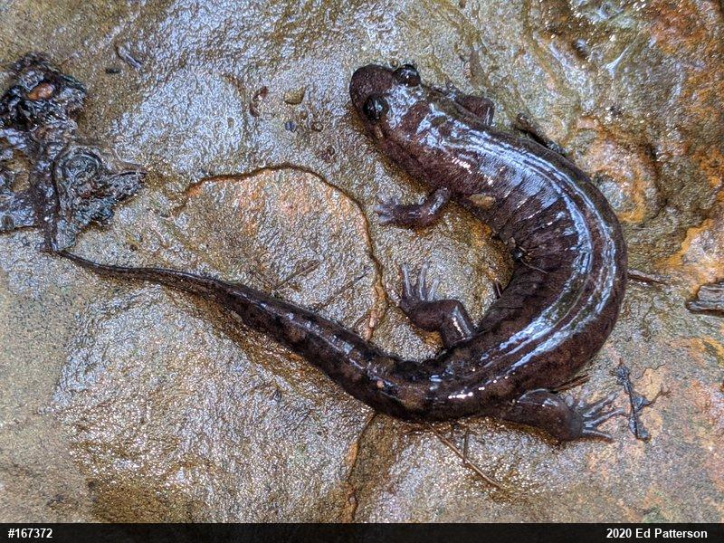 Seal Salamander