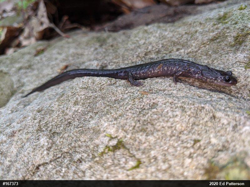 Wehrle's Salamander