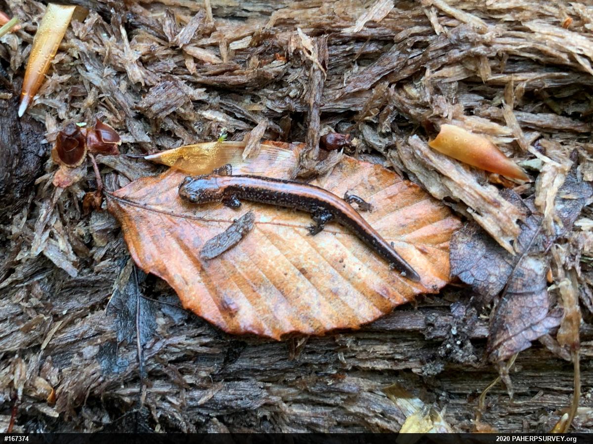 Eastern Red-backed  Salamander