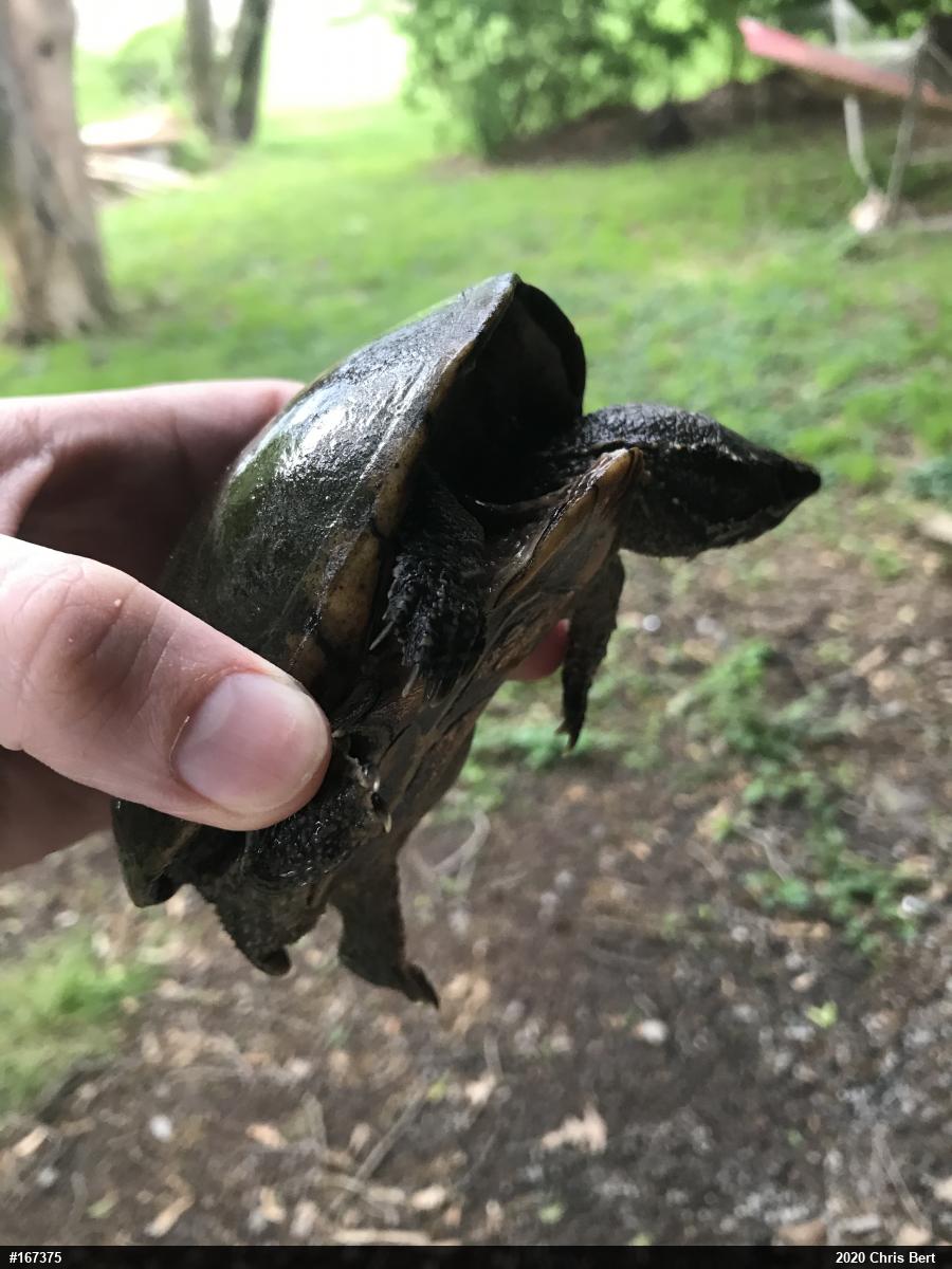 Eastern Musk Turtle