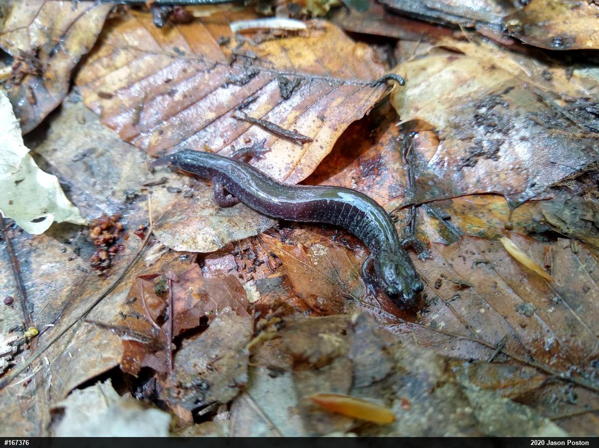 Northern Ravine Salamander
