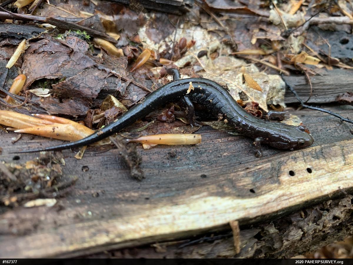 Allegheny Mountain Dusky Salamander