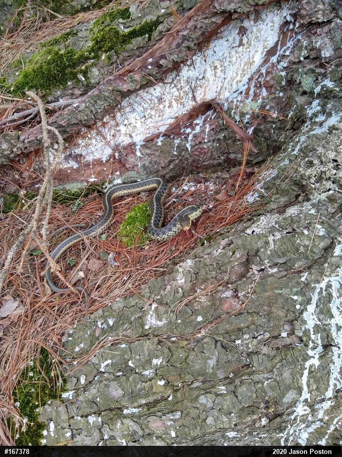 Eastern Gartersnake