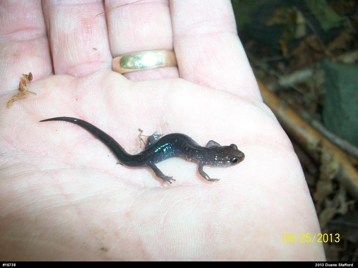 Wehrle's Salamander