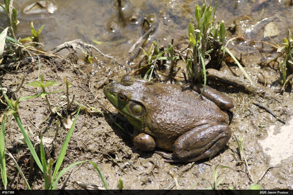 American Bullfrog