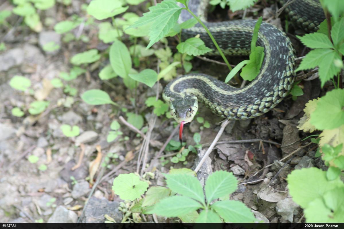 Eastern Gartersnake