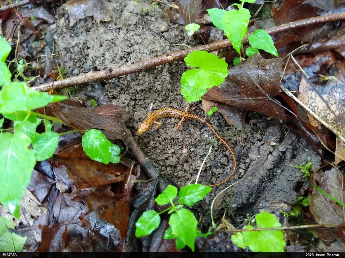 Eastern Long-tailed Salamander