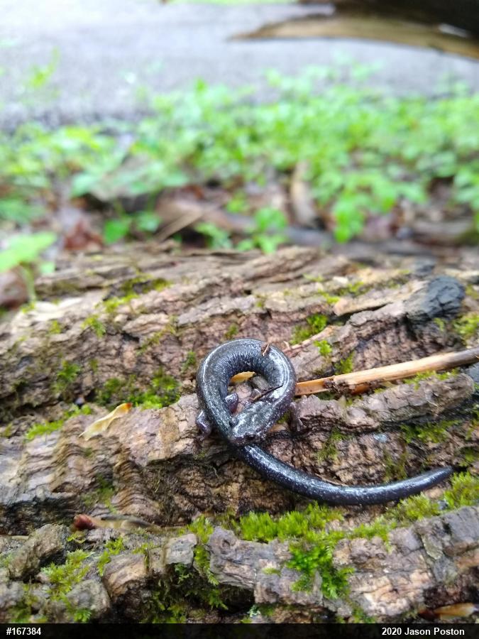 Northern Ravine Salamander