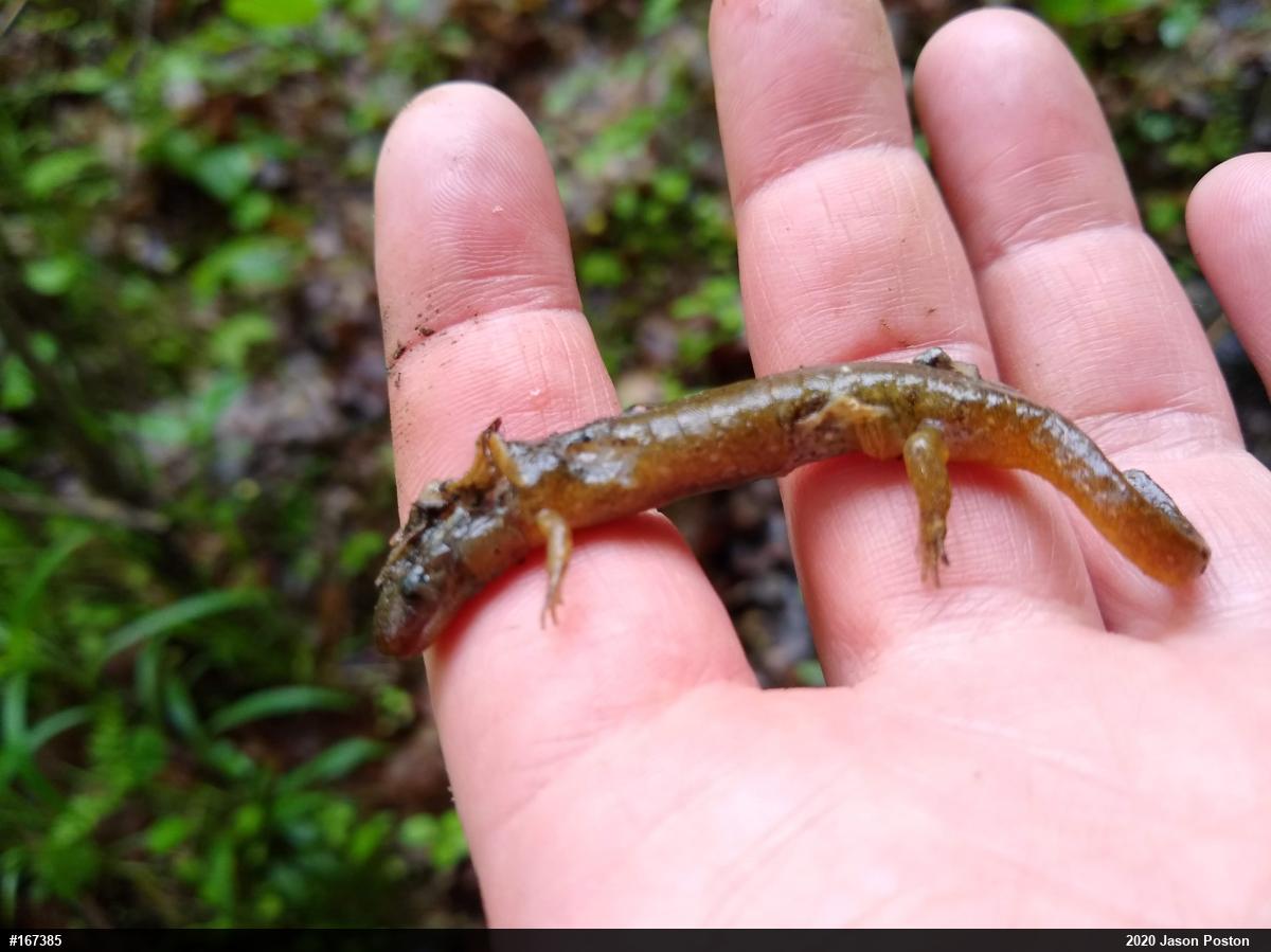 Northern Dusky Salamander