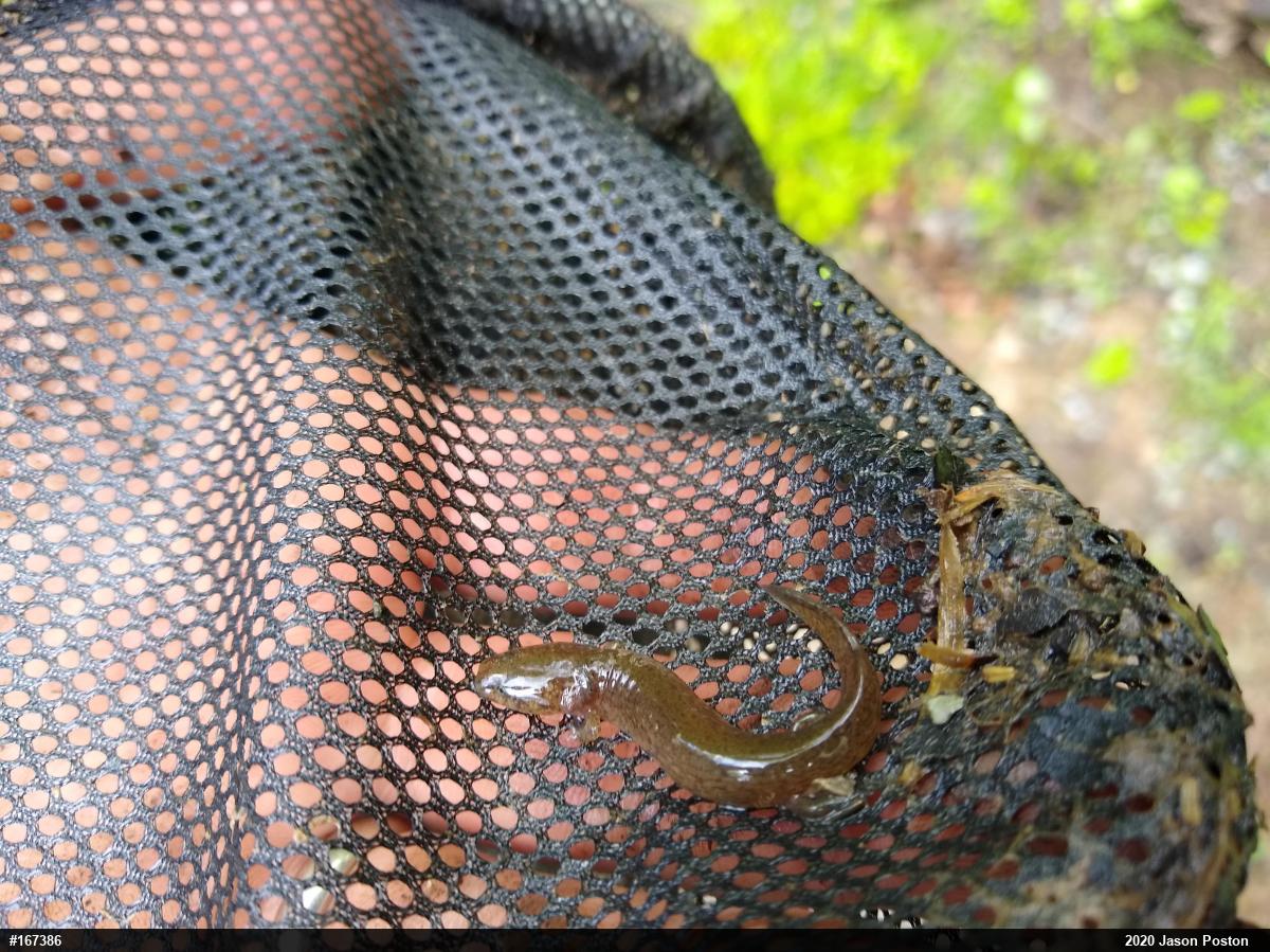 Northern Red Salamander