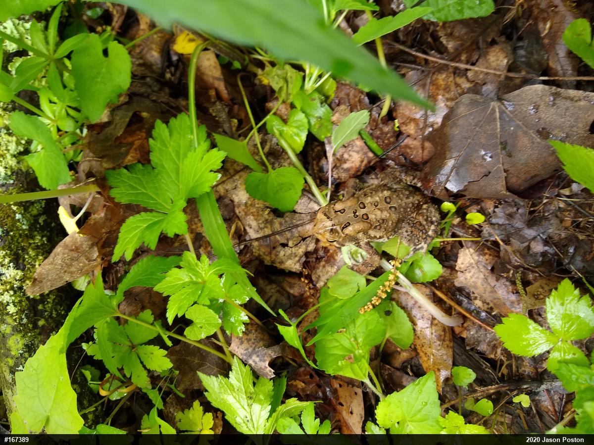 Eastern American Toad