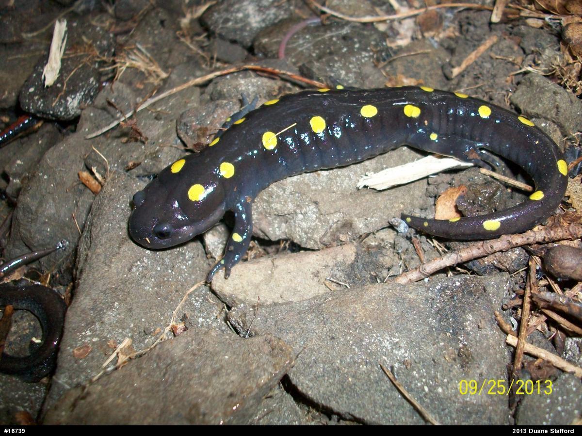 Spotted Salamander