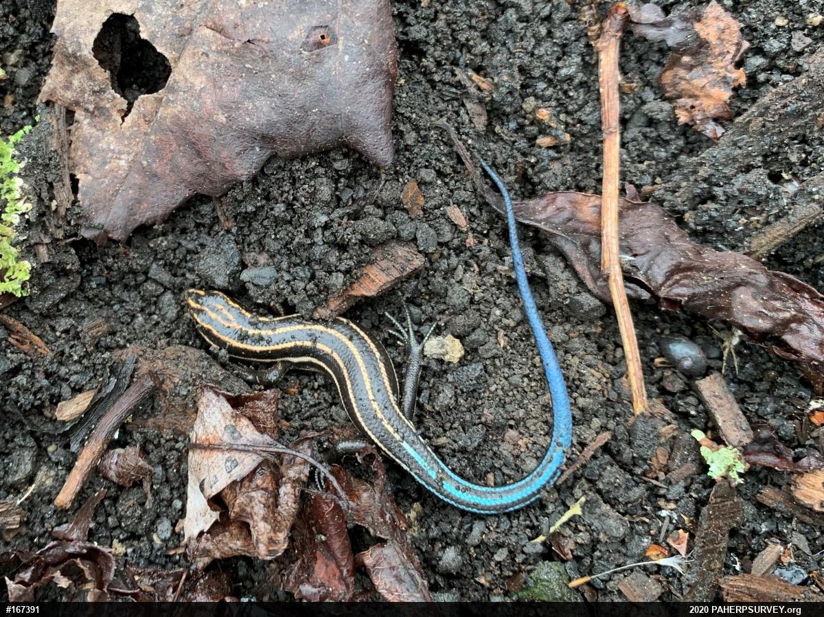 Common Five-lined Skink