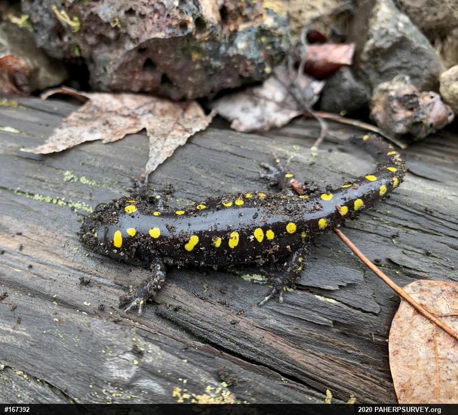 Spotted Salamander