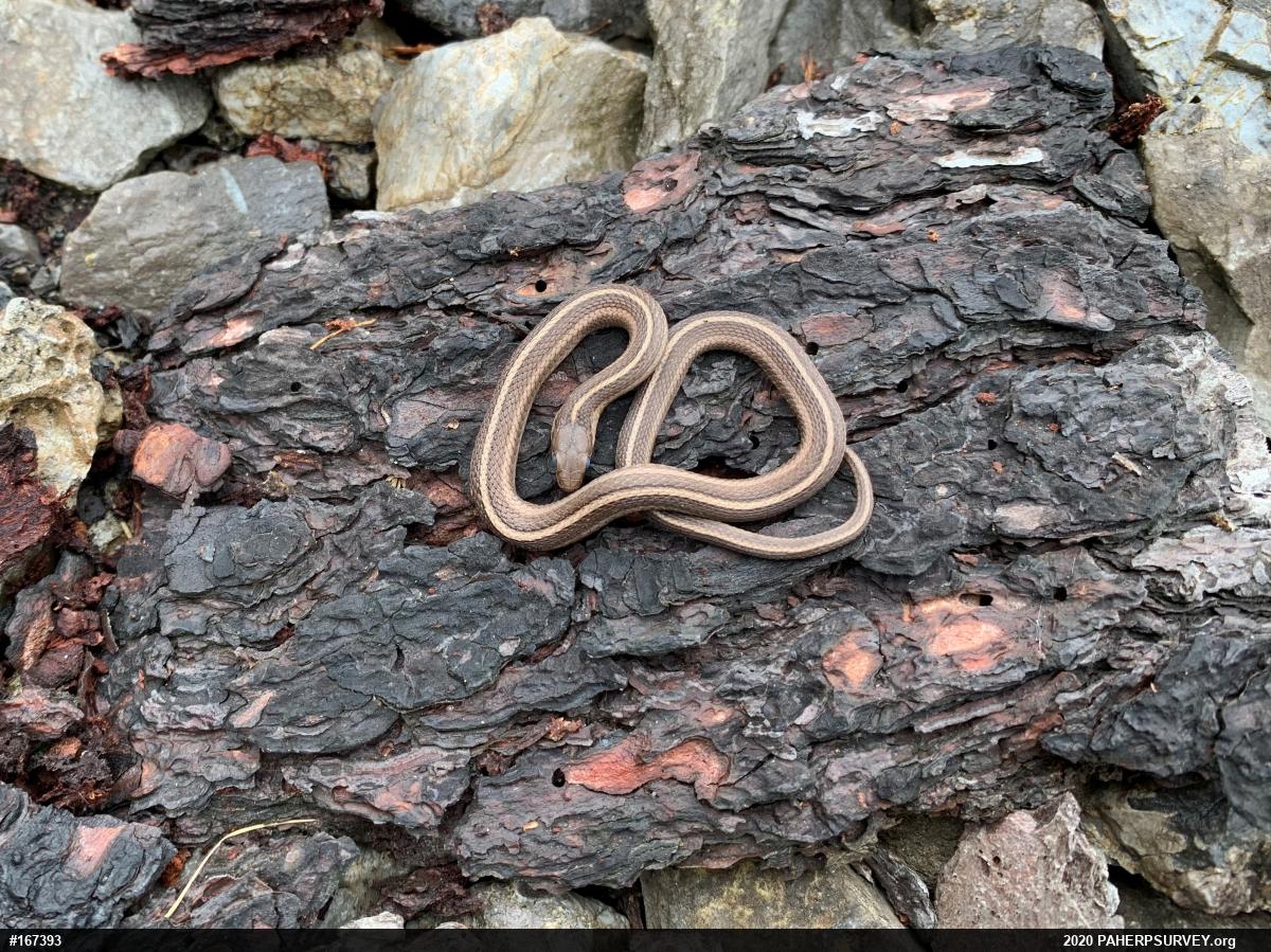 Shorthead Gartersnake