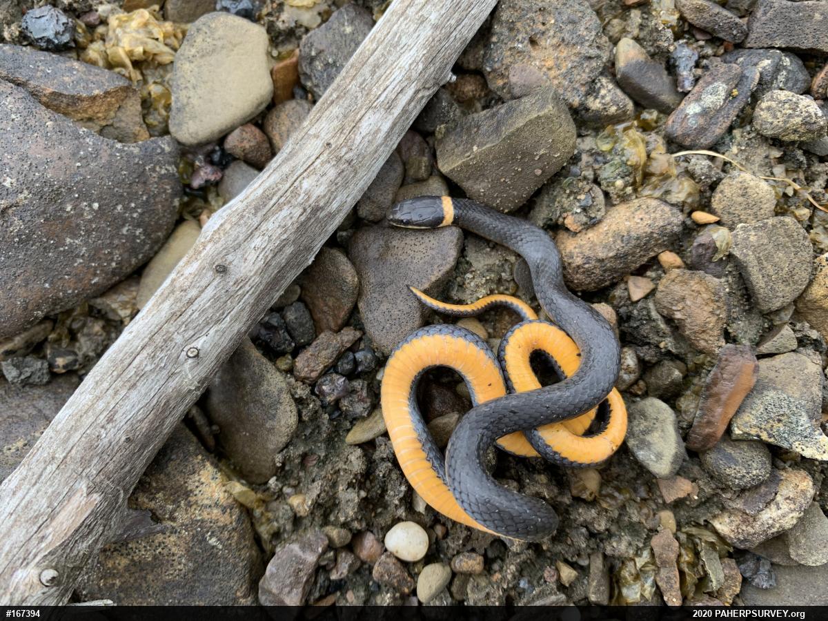 Northern Ring-necked Snake