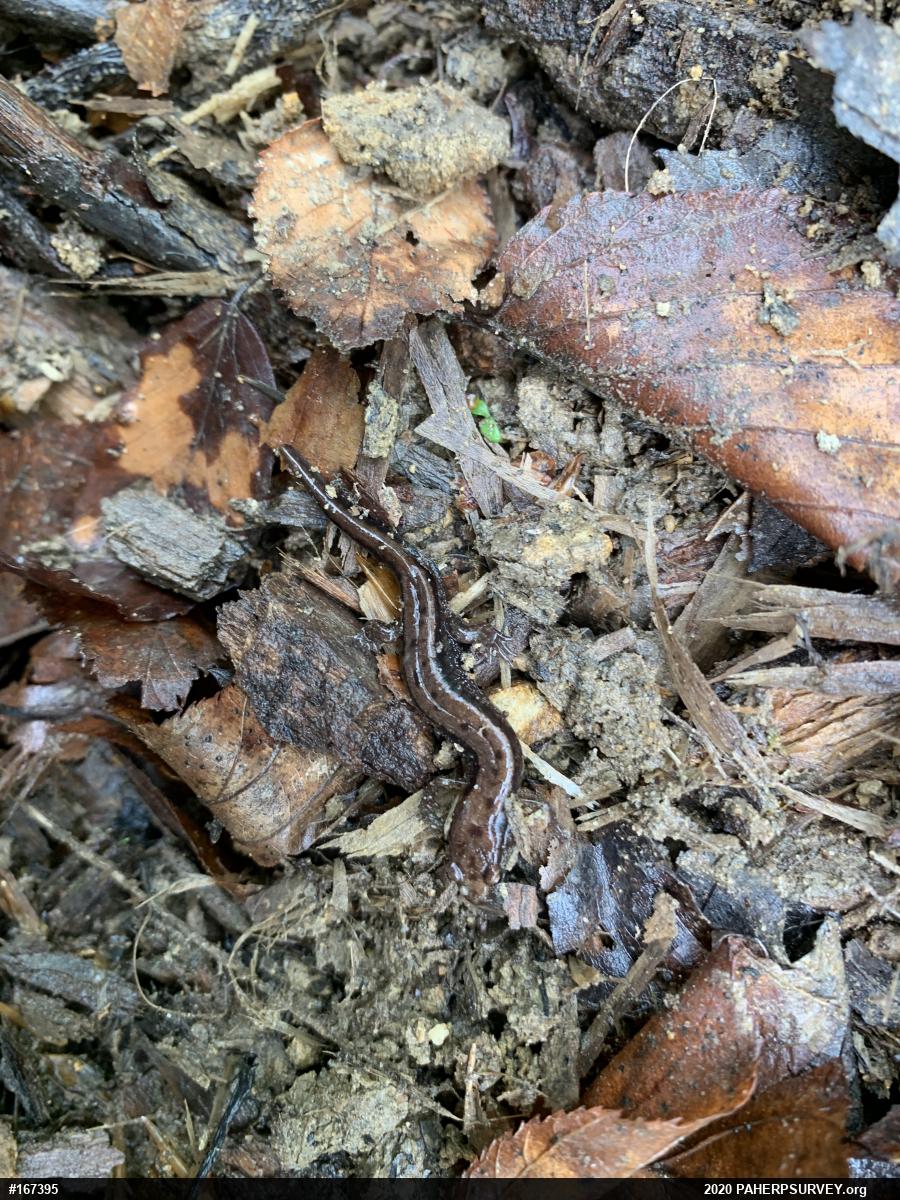 Allegheny Mountain Dusky Salamander