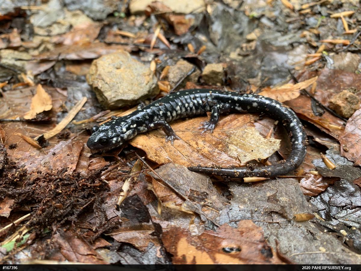 Northern Slimy Salamander