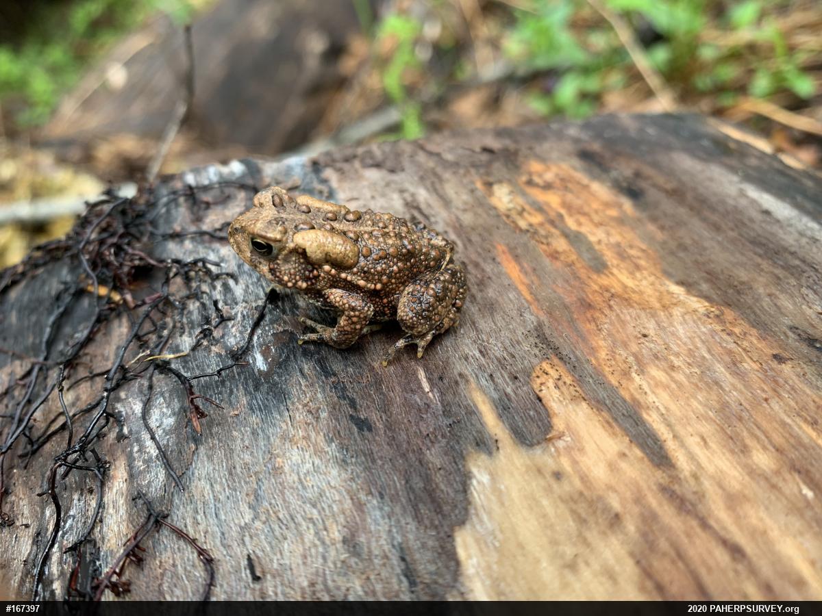Eastern American Toad