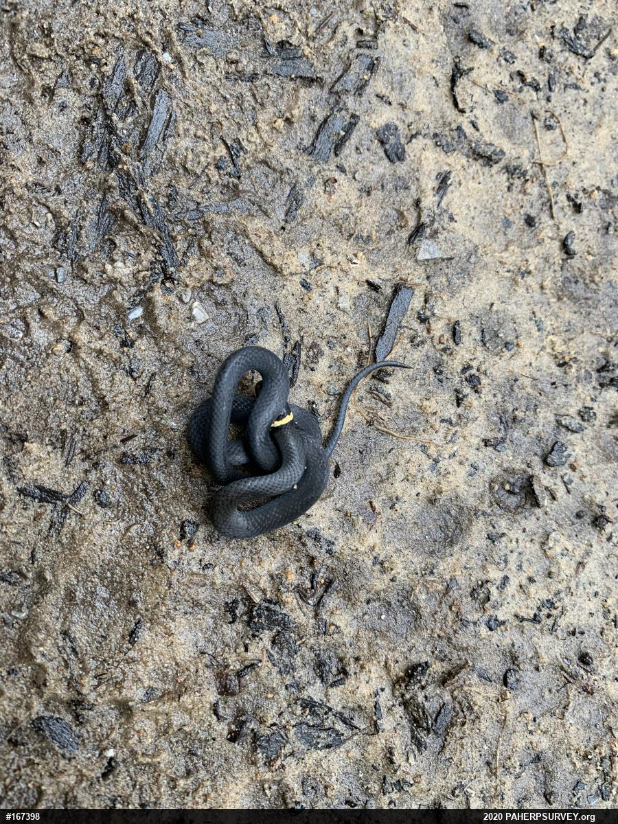 Northern Ring-necked Snake
