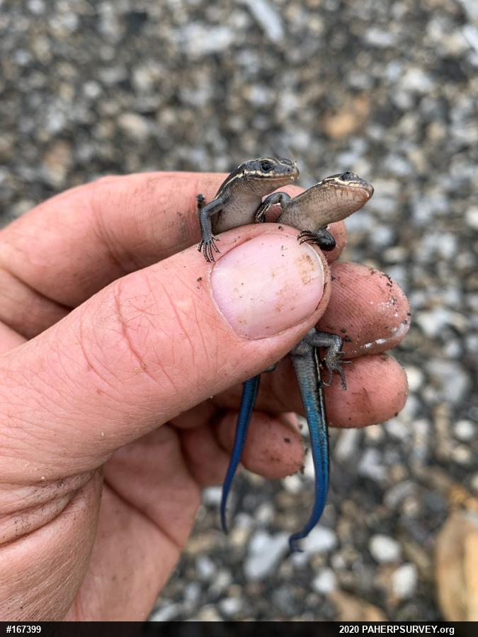 Common Five-lined Skink