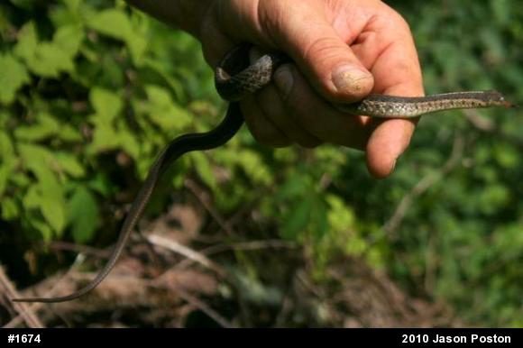 Eastern Gartersnake