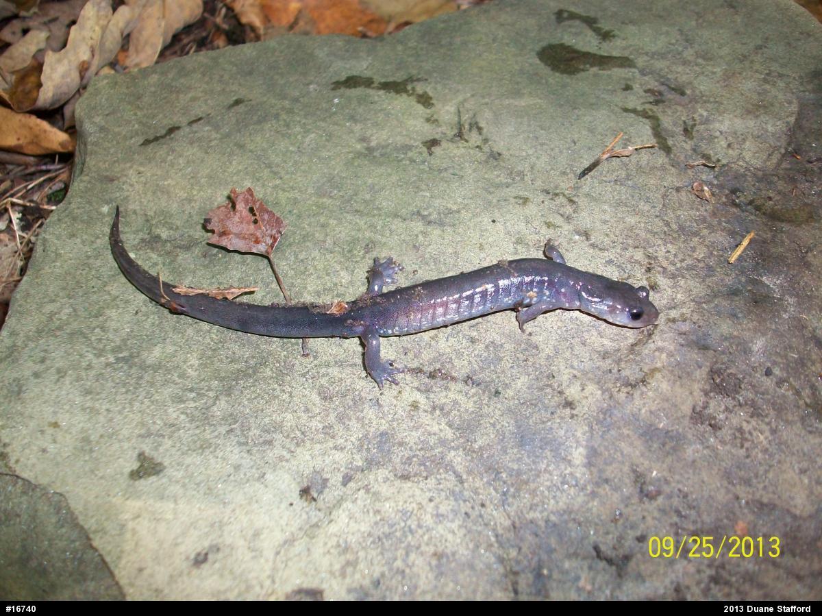 Wehrle's Salamander