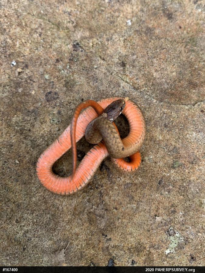 Red-bellied Snake