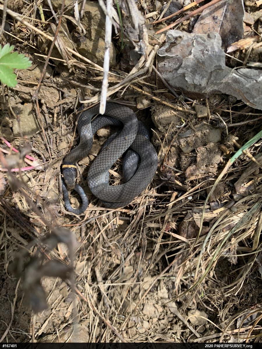 Northern Ring-necked Snake