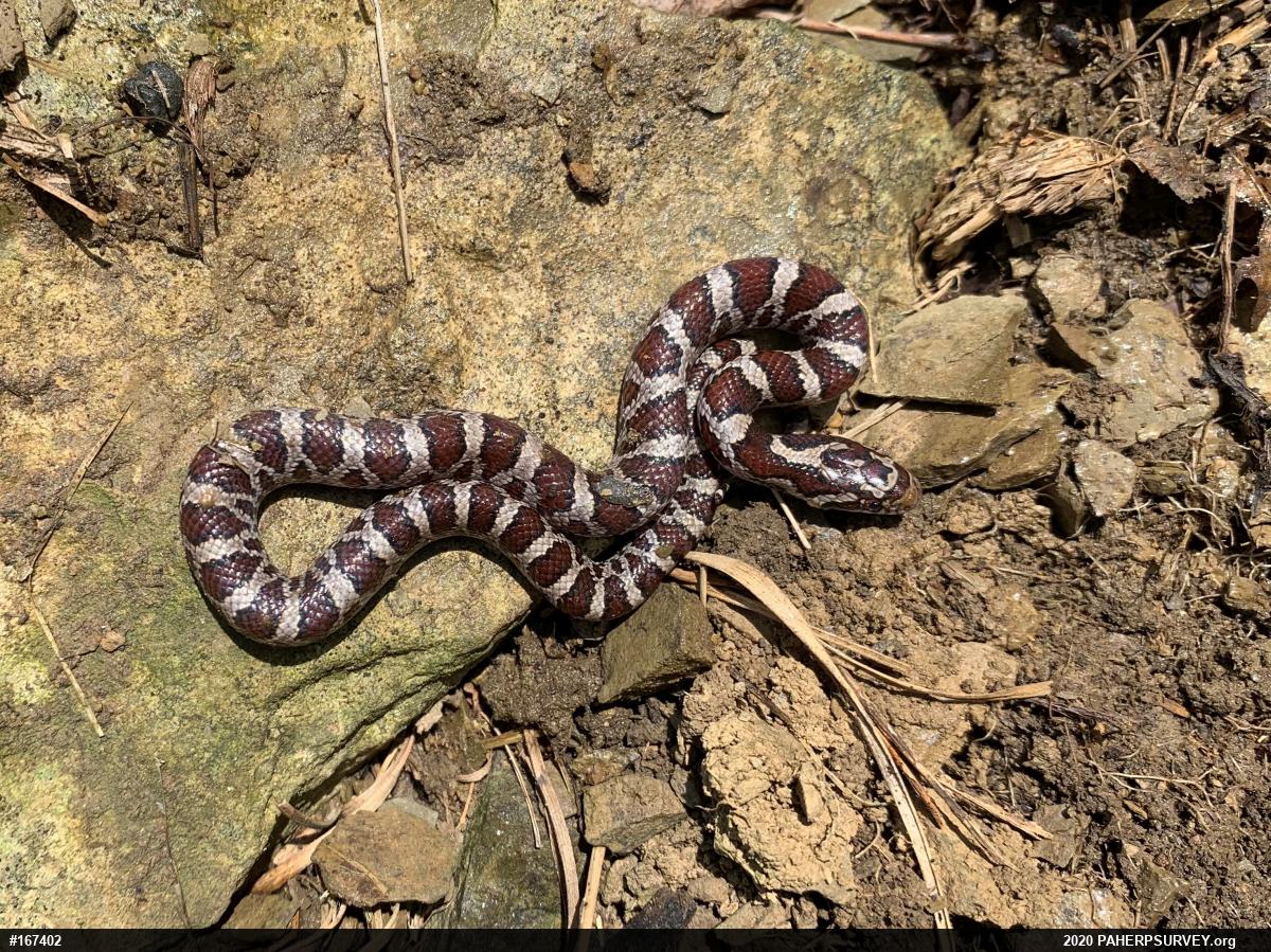 Eastern Milksnake