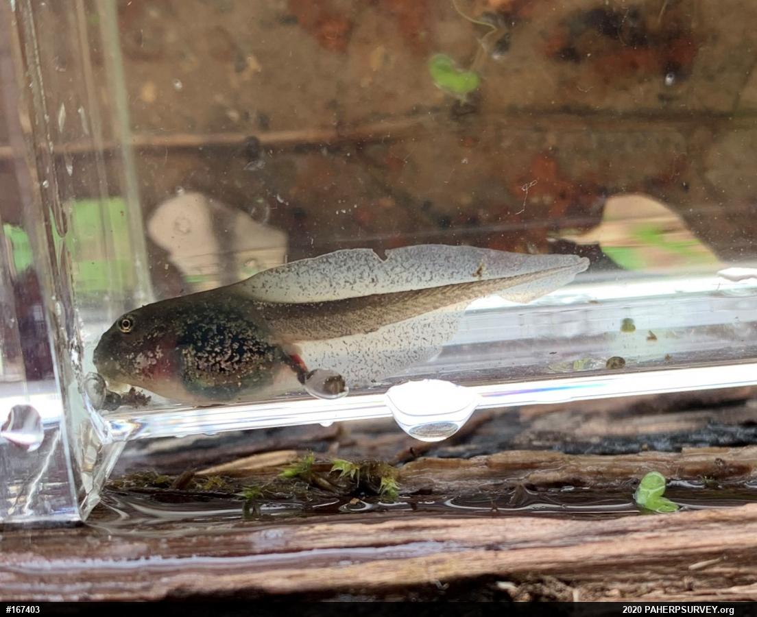 Wood Frog