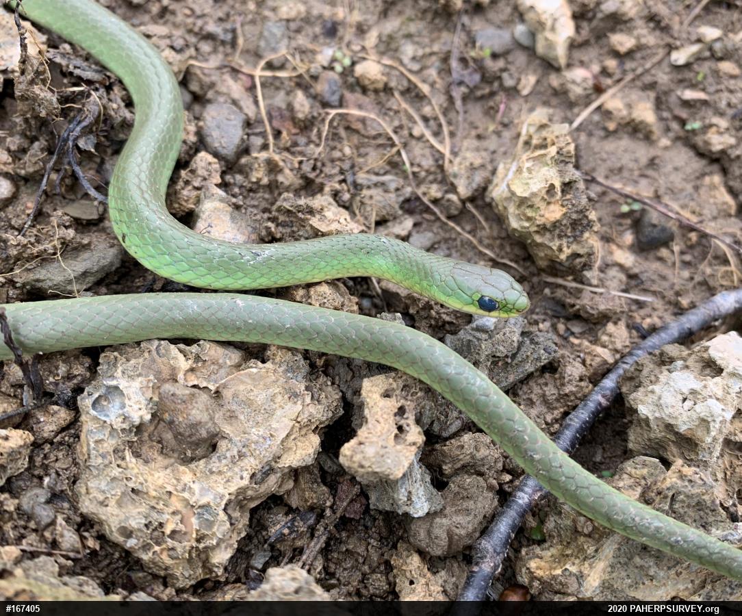 Smooth Greensnake