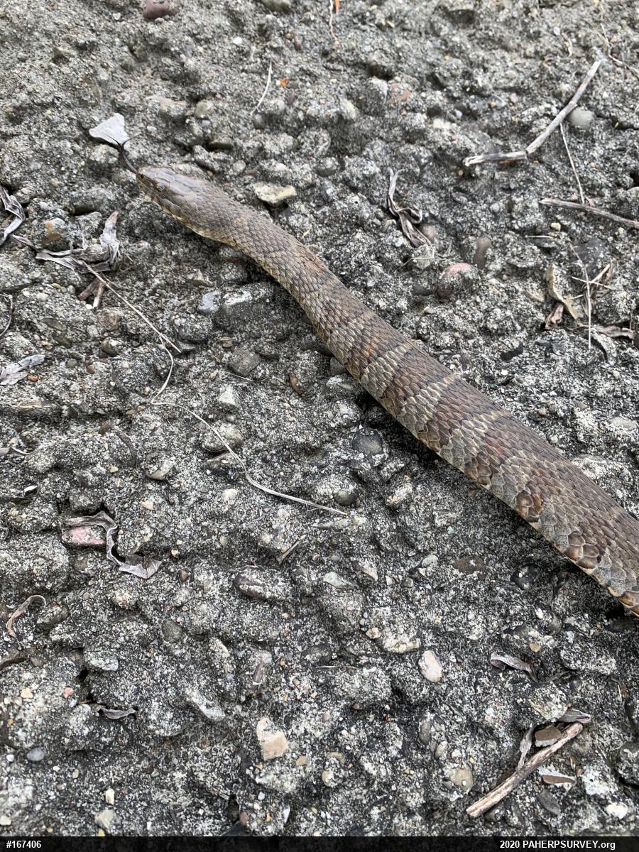 Northern Watersnake