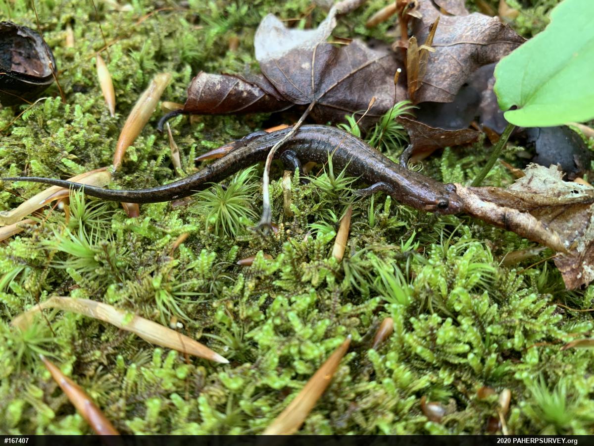 Allegheny Mountain Dusky Salamander