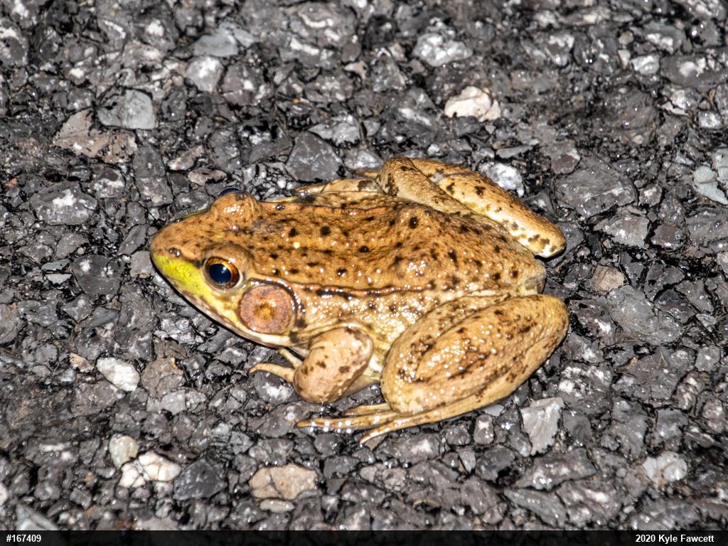 Green Frog