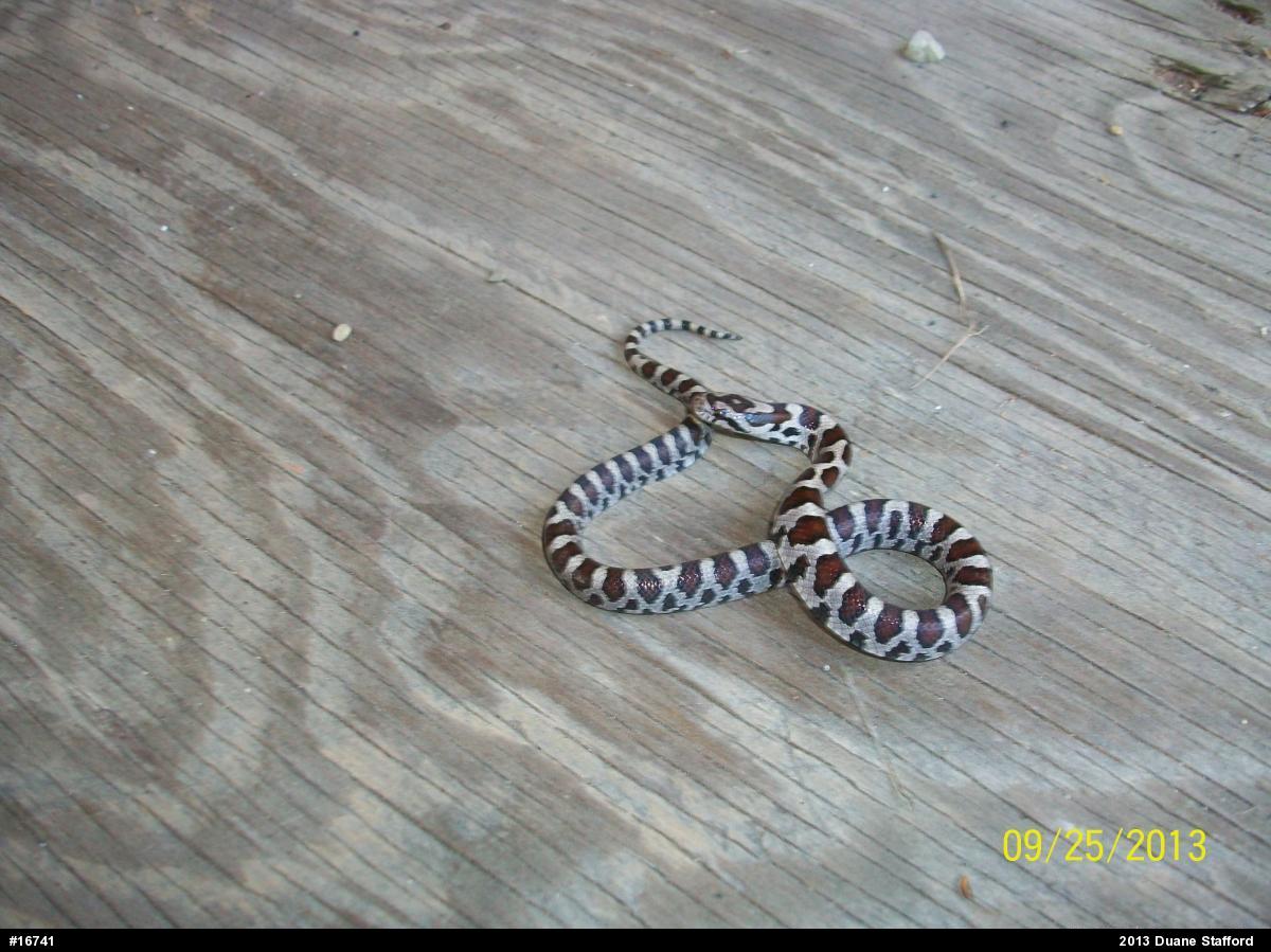 Eastern Milksnake
