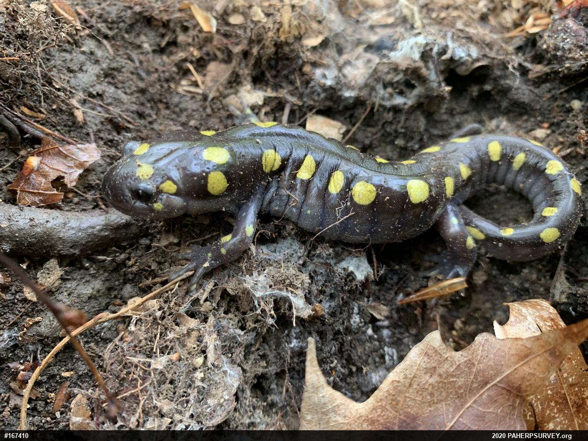 Spotted Salamander