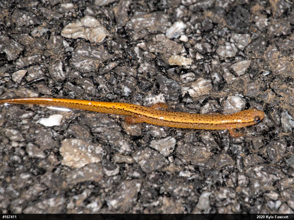 Northern Two-lined Salamander