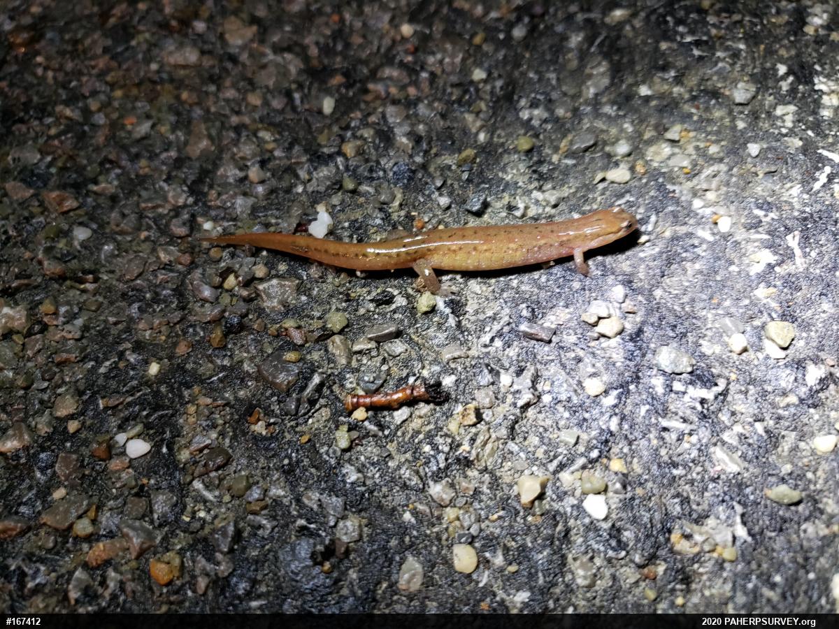 Northern Dusky Salamander