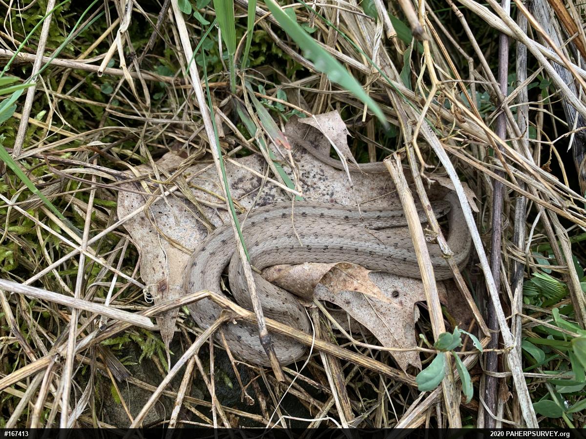 Dekay's Brownsnake