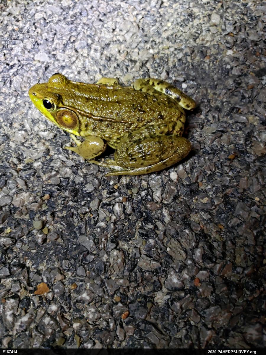 Green Frog