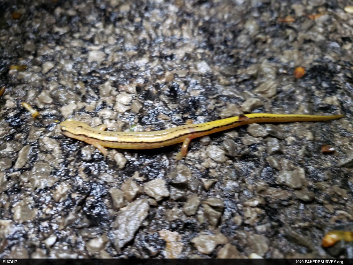 Northern Two-lined Salamander