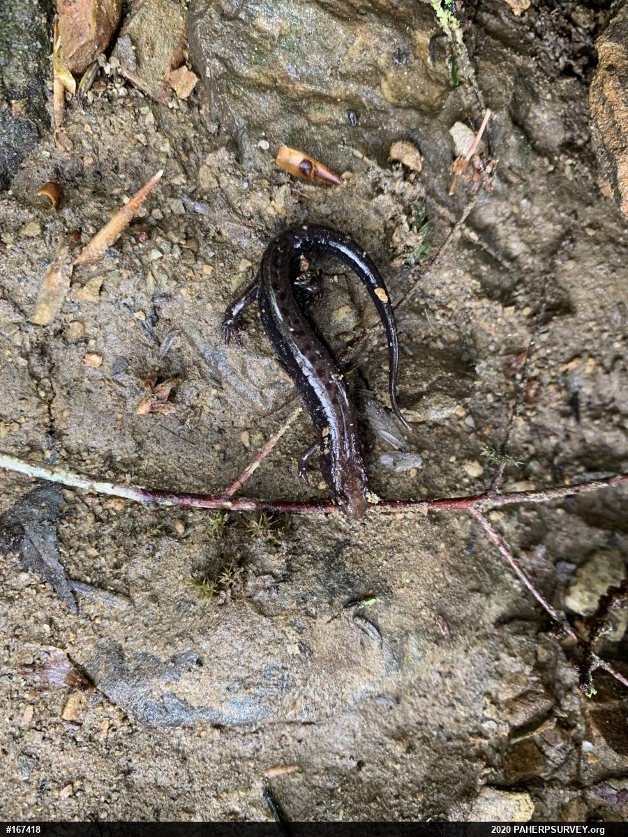 Allegheny Mountain Dusky Salamander