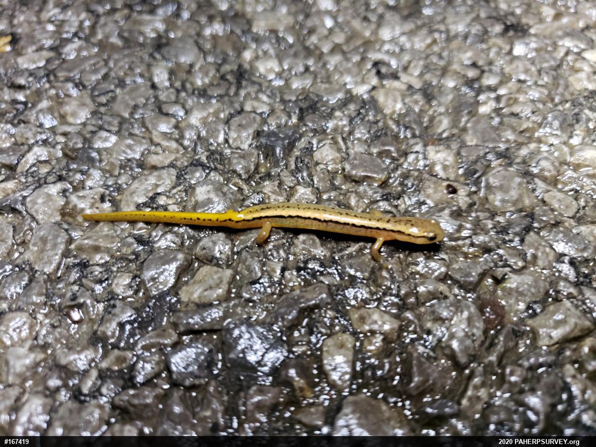 Northern Two-lined Salamander