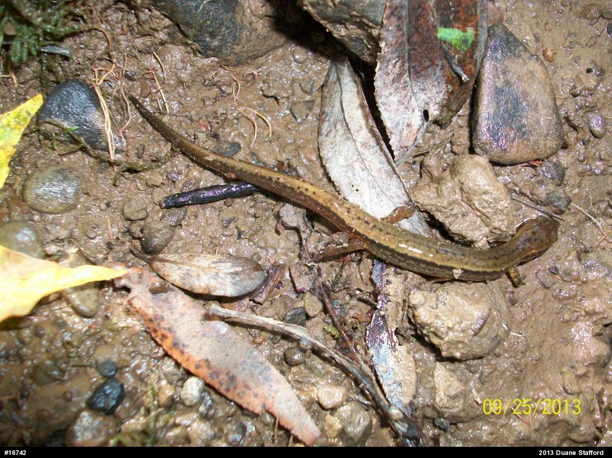 Northern Two-lined Salamander