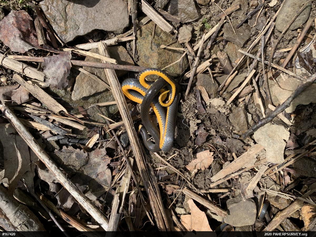 Northern Ring-necked Snake
