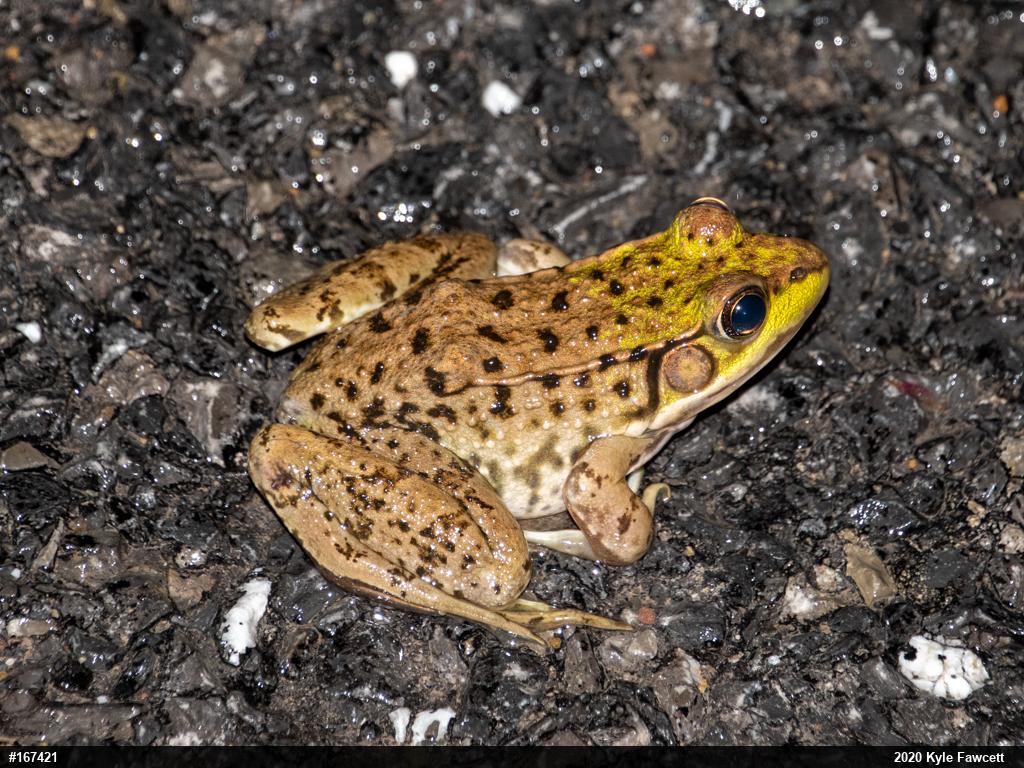 Green Frog