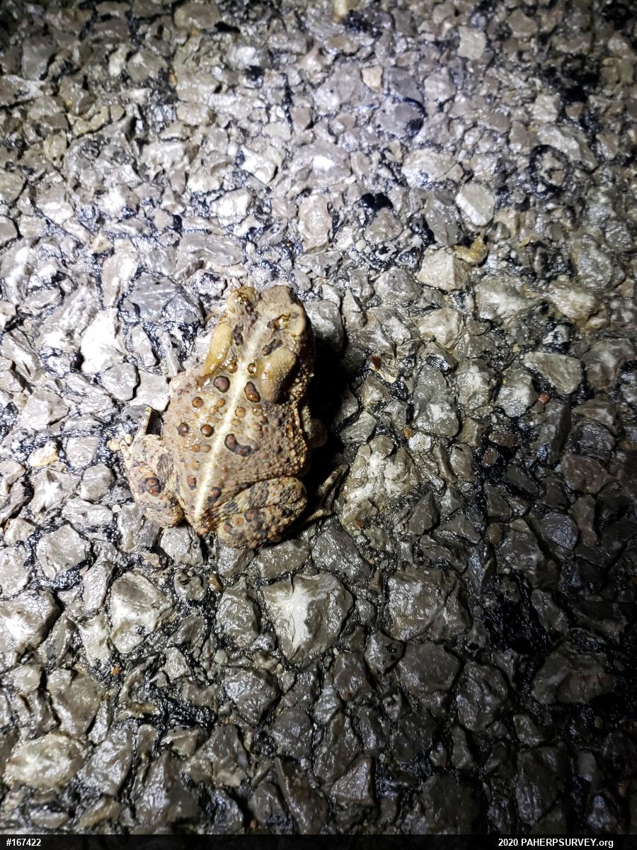 Eastern American Toad