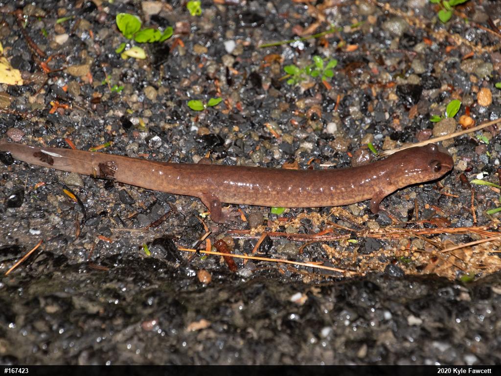Northern Spring Salamander