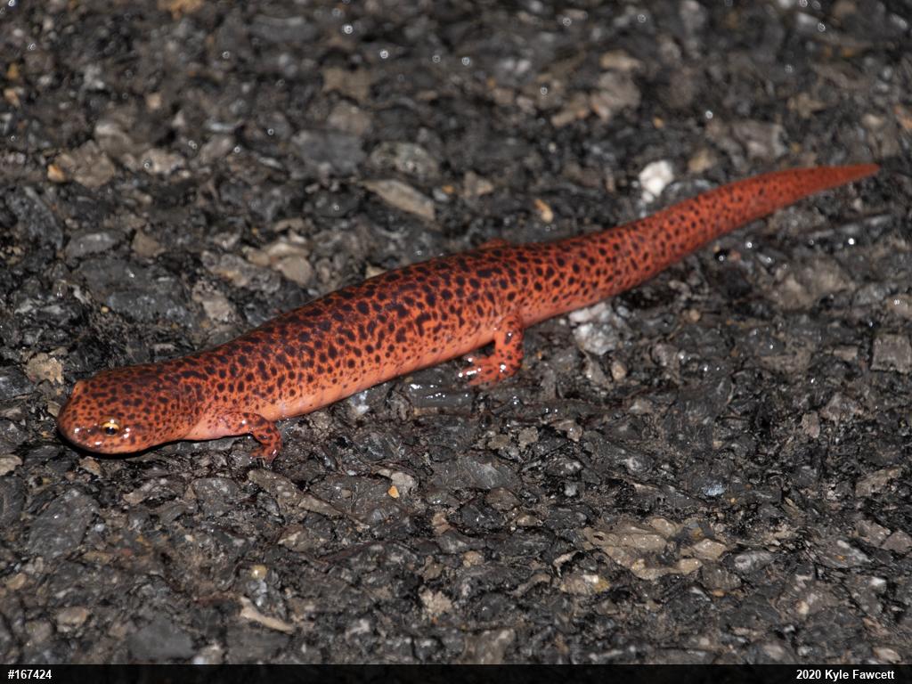 Northern Red Salamander